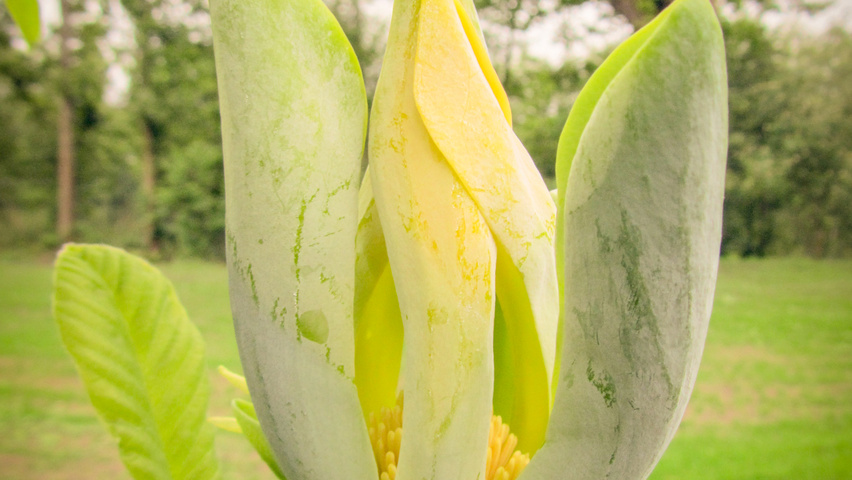 Magnolia acuminata Blumen