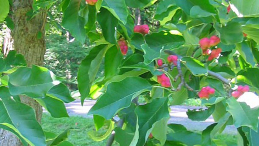 Magnolia acuminata Frucht