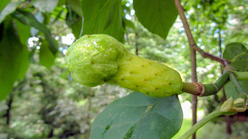 Magnolia acuminata Frucht