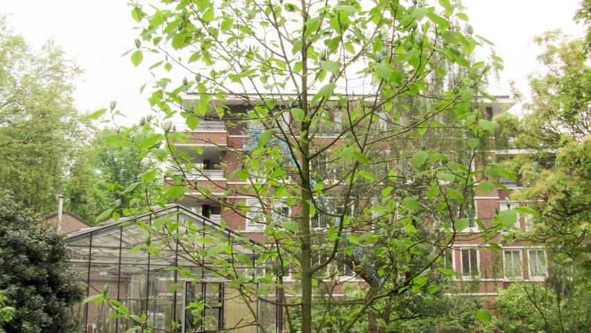 Magnolia acuminata hochstämmig