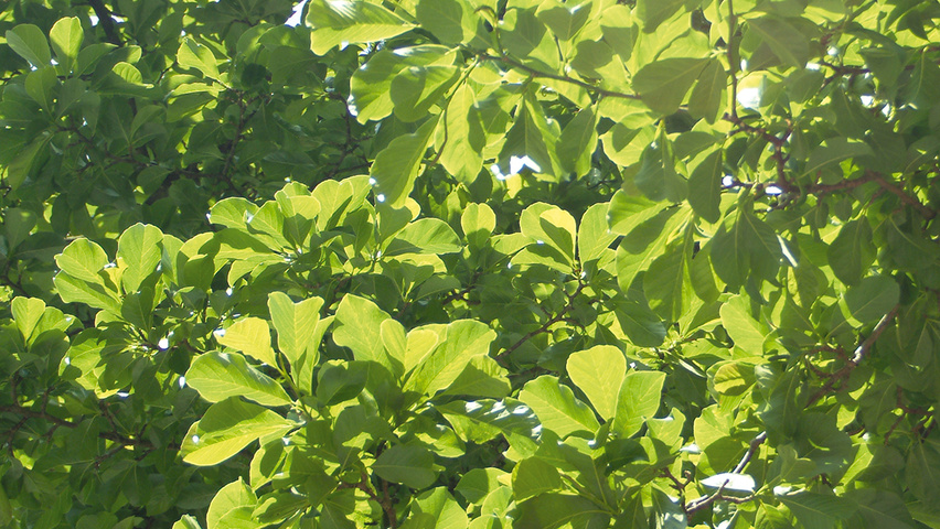 Magnolia acuminata Blatt