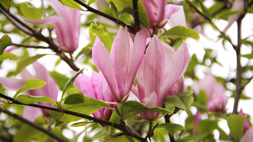 Magnolia 'Betty' flowers