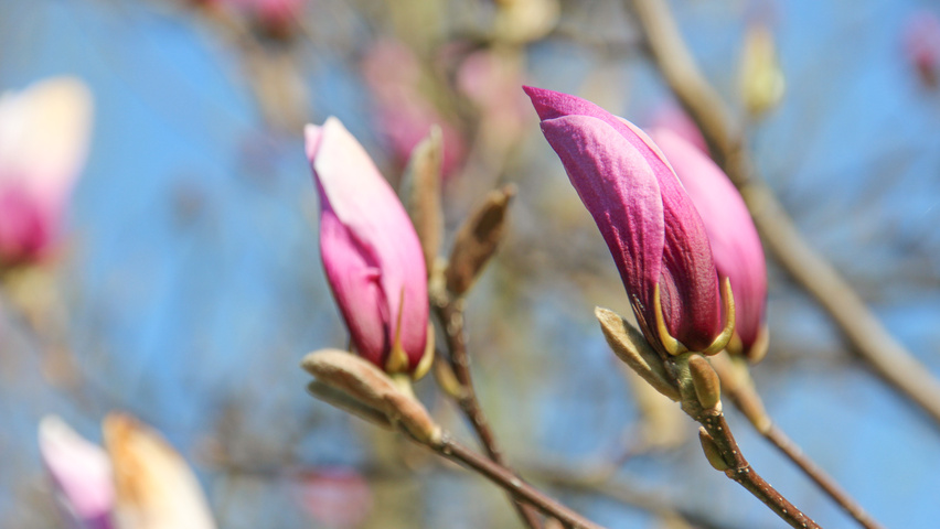 Magnolia 'Betty' flowers