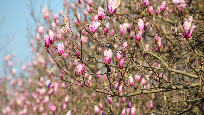 Magnolia 'Betty' flowers