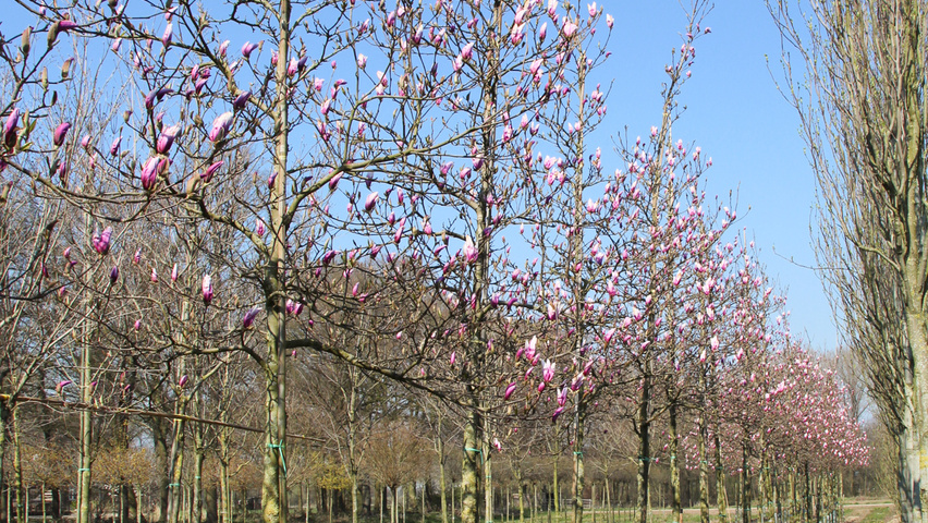 Magnolia 'Betty' standard tree