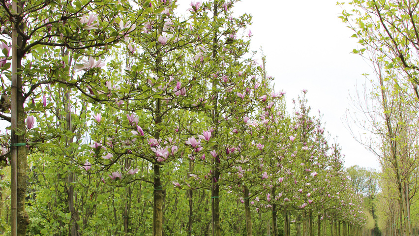 Magnolia 'Betty' standard tree