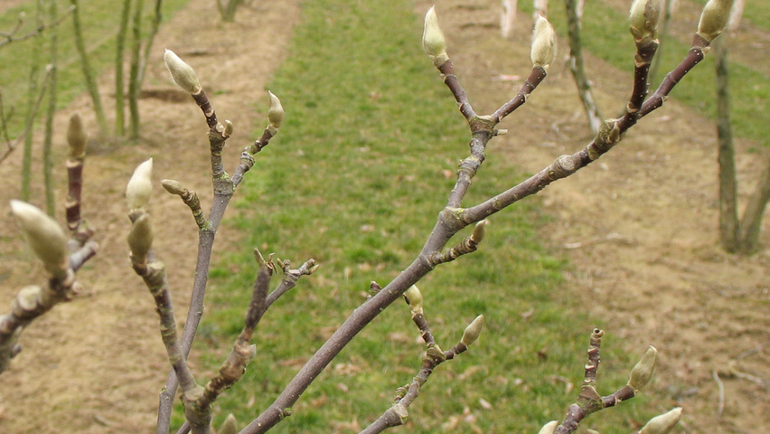 Magnolia 'Betty' twigs