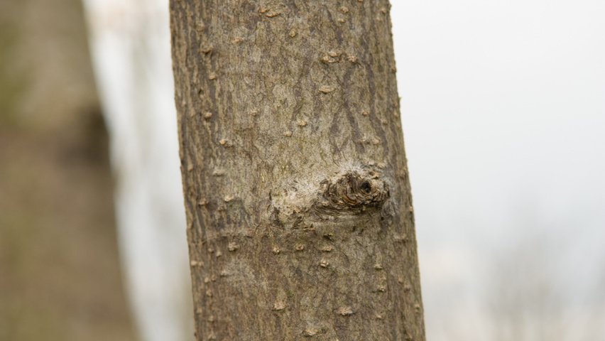 Magnolia biondii bark