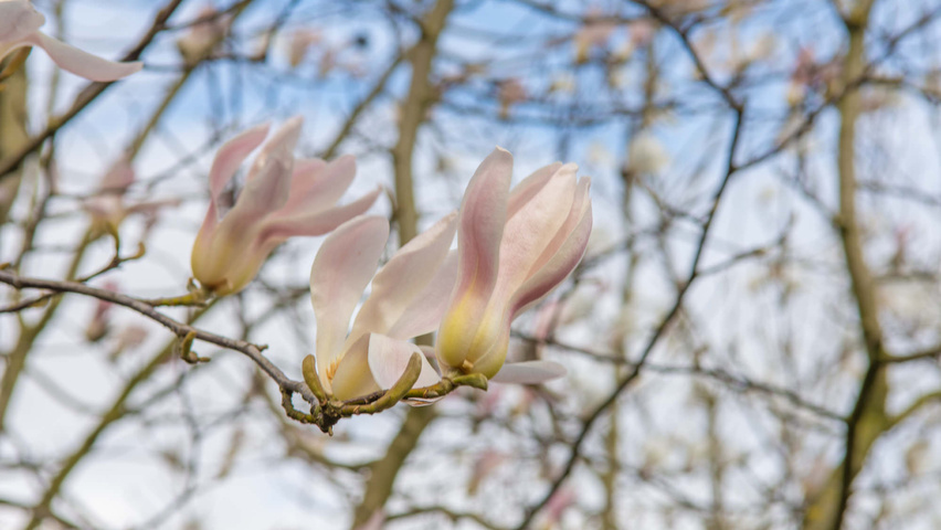 Magnolia biondii flowers
