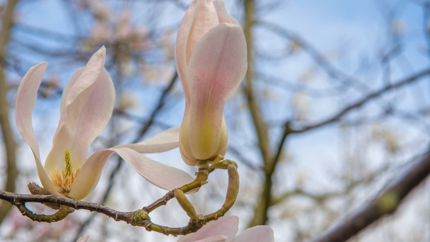 Magnolia biondii flowers