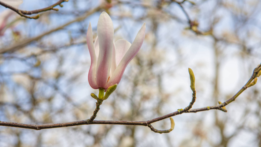 Magnolia biondii flowers