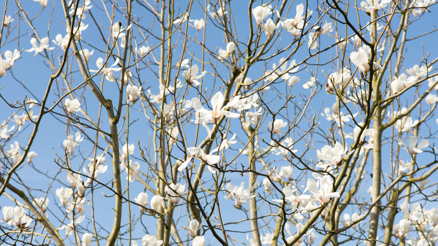Magnolia biondii flowers