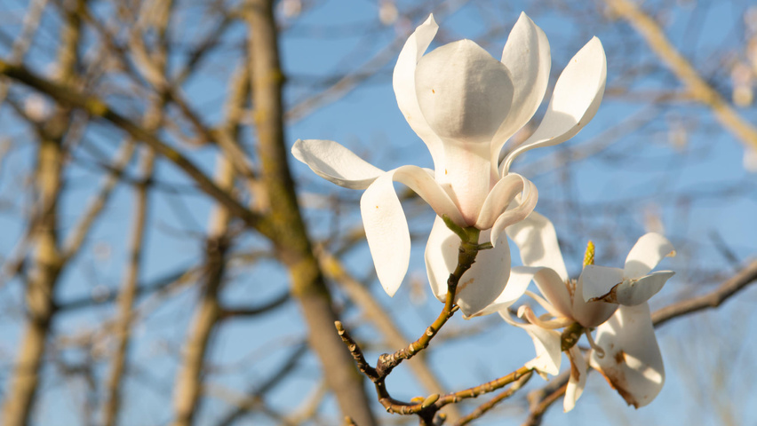Magnolia biondii flowers