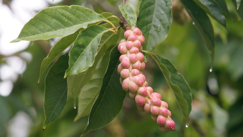 Magnolia biondii fruits