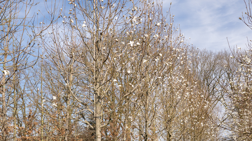 Magnolia biondii standard tree