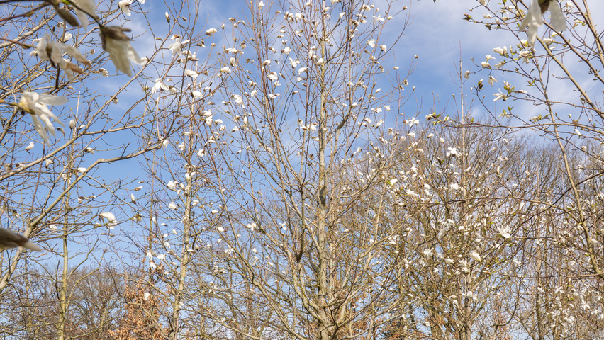 Magnolia biondii standard tree
