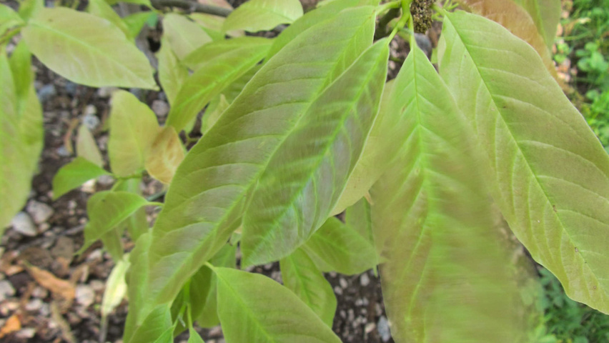 Magnolia biondii leaves