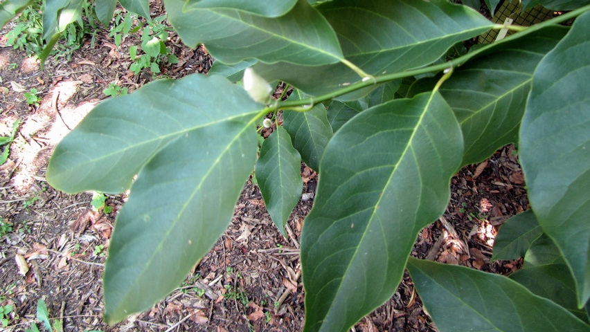 Magnolia biondii leaves