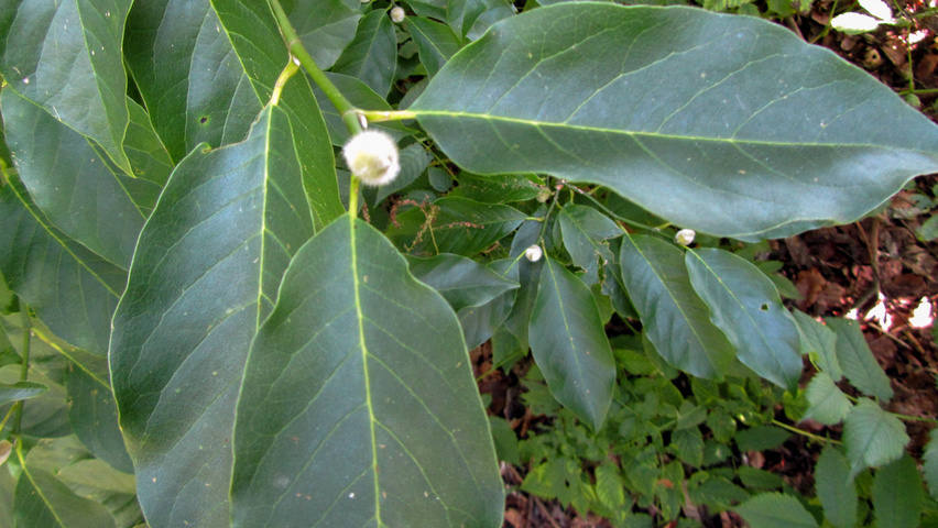 Magnolia biondii leaves