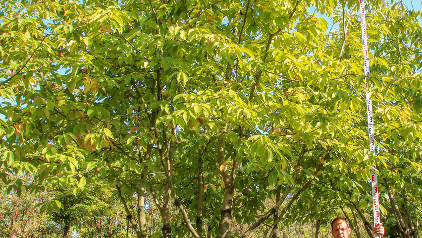Magnolia biondii multi-stem