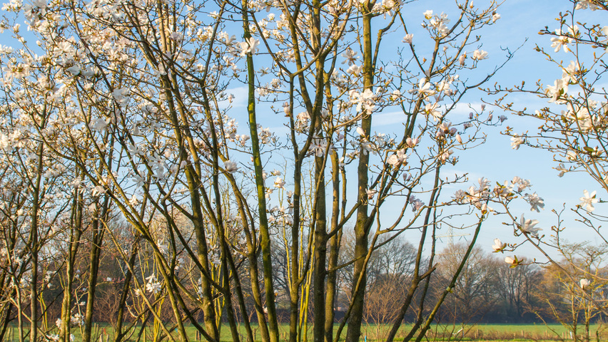 Magnolia biondii multi-stem