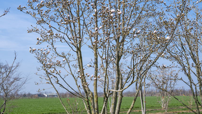Magnolia biondii multi-stem
