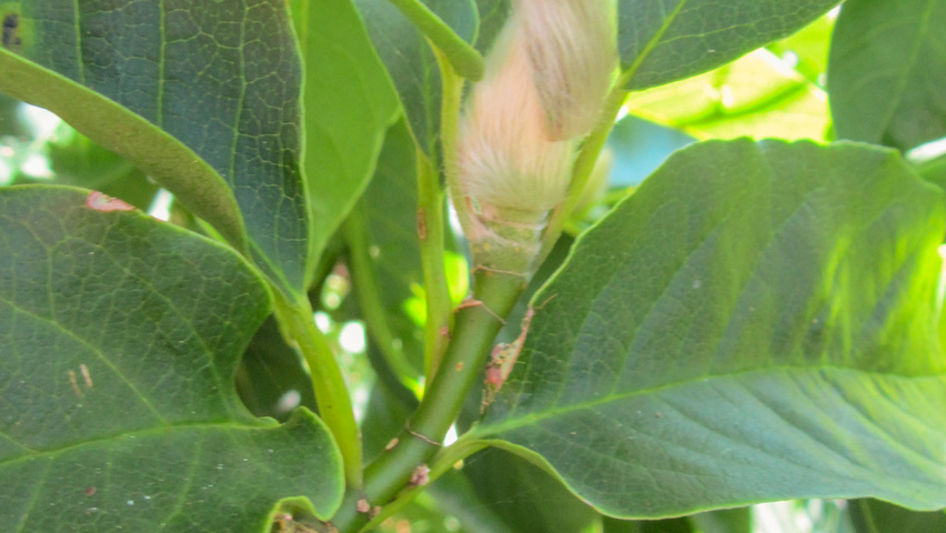 Magnolia biondii twigs