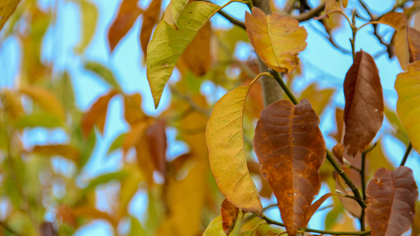 Magnolia denudata herfstblad