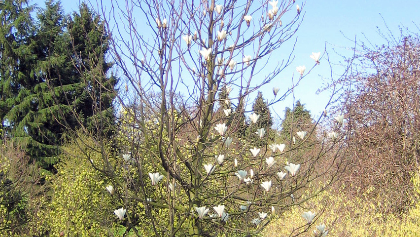 Magnolia denudata beveerd