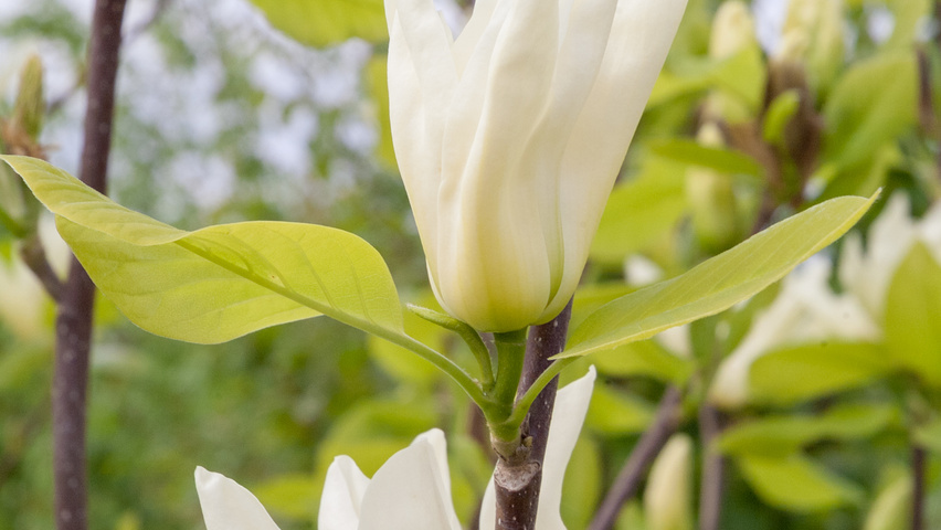 Magnolia denudata 'Fei Huang' flowers