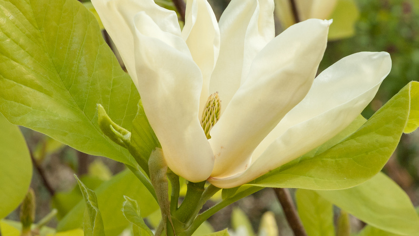 Magnolia denudata 'Fei Huang' flowers