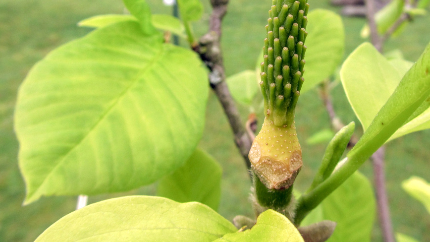 Magnolia denudata 'Fei Huang' flowers