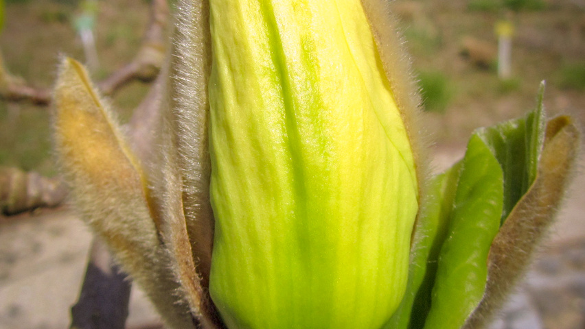 Magnolia denudata 'Fei Huang' flowers