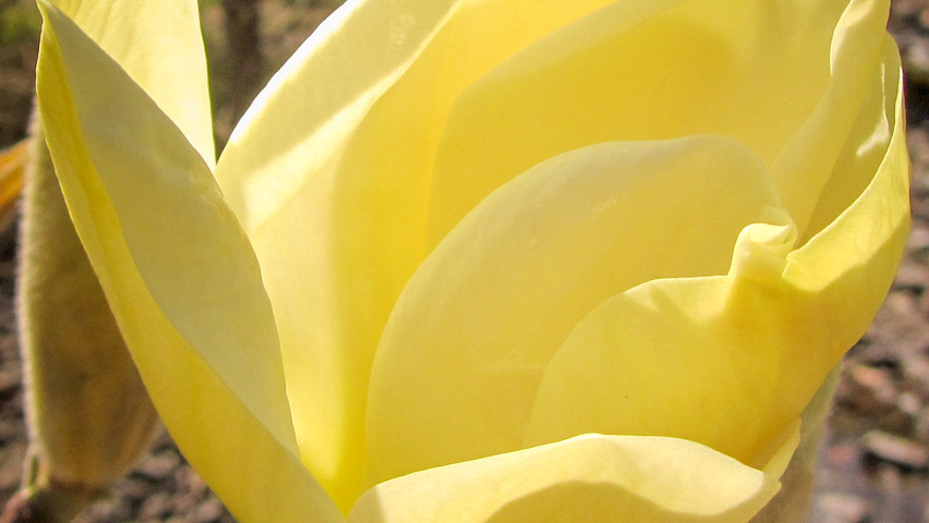 Magnolia denudata 'Fei Huang' flowers