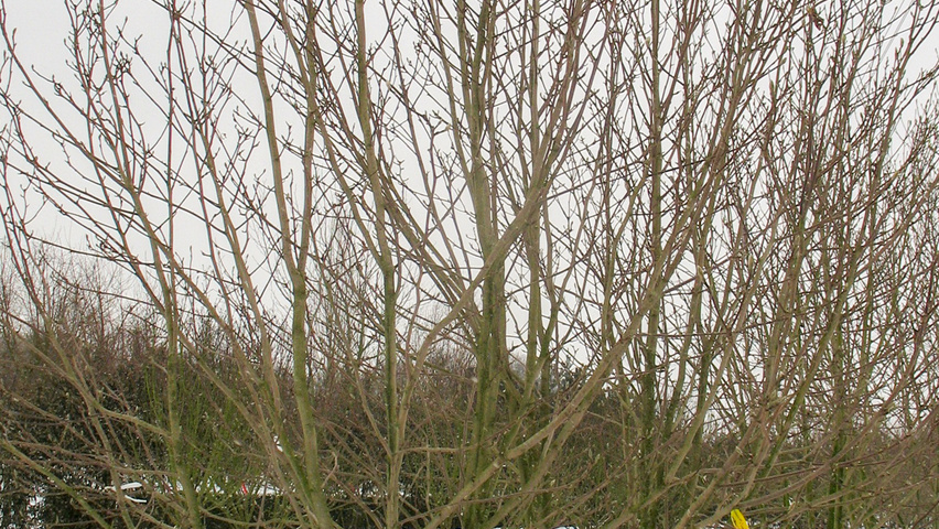 Magnolia denudata 'Fei Huang' multi-stem