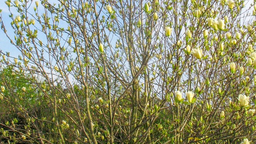 Magnolia denudata 'Fei Huang' multi-stem