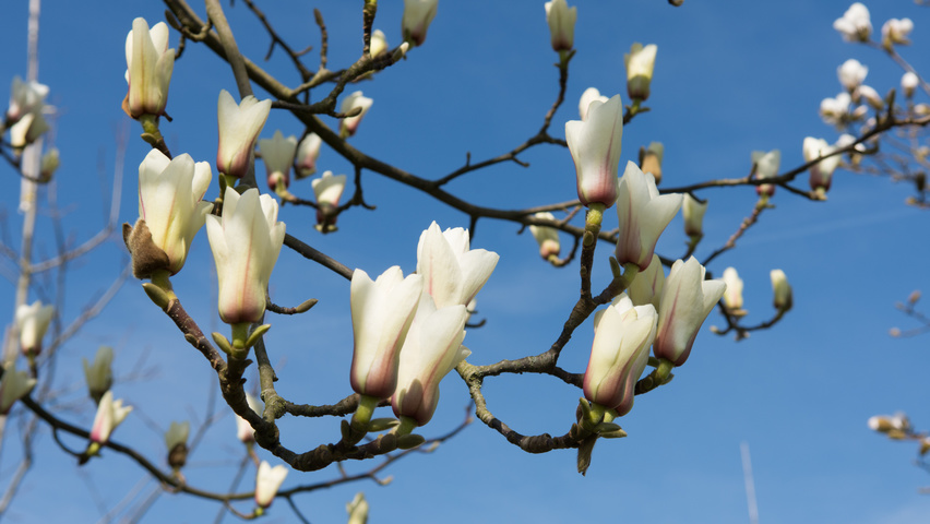 Magnolia denudata bloem