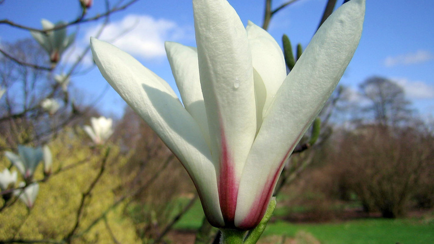 Magnolia denudata bloem