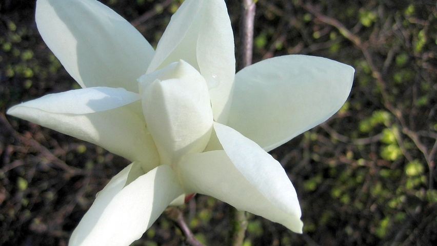 Magnolia denudata bloem
