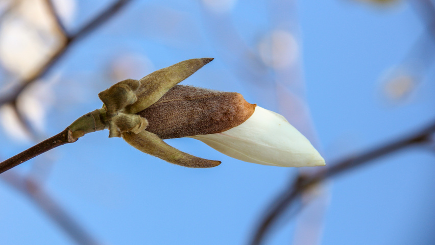 Magnolia denudata bloem