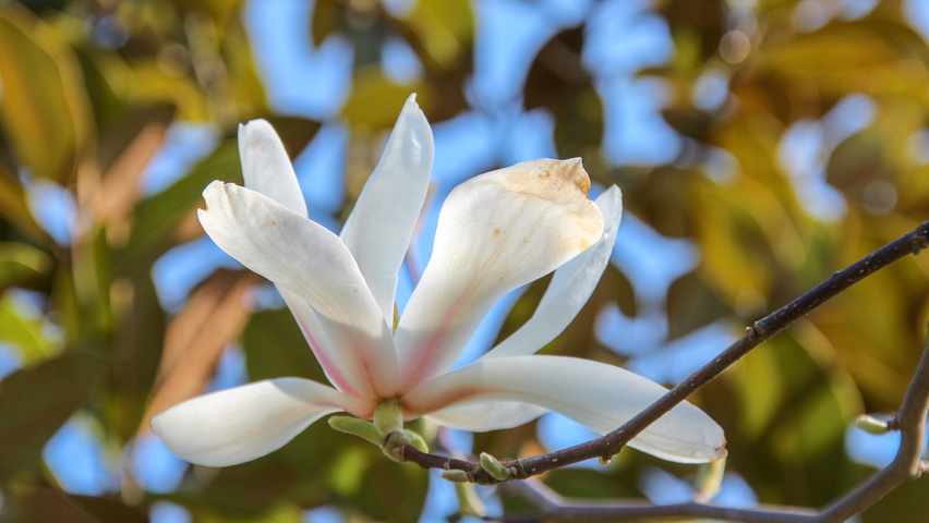 Magnolia denudata bloem