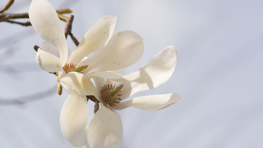Magnolia denudata bloem