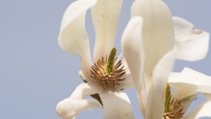 Magnolia denudata bloem