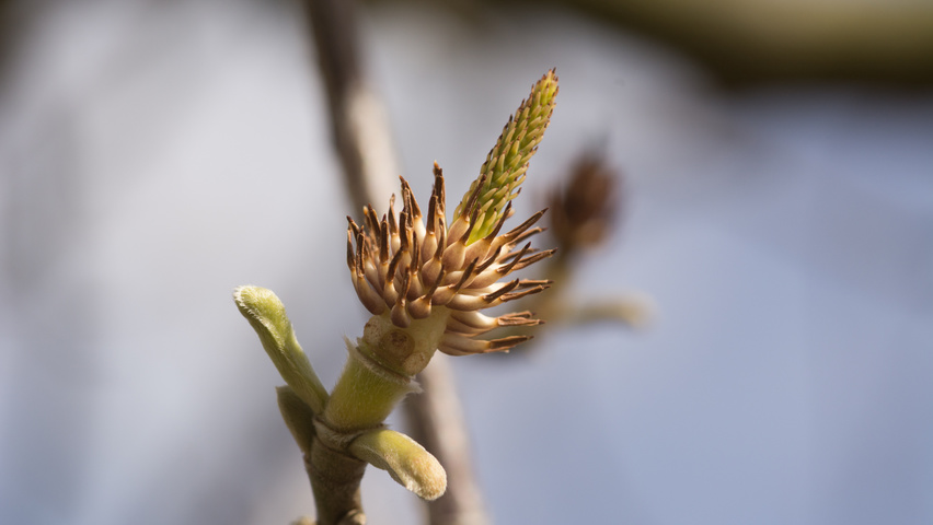 Magnolia denudata bloem
