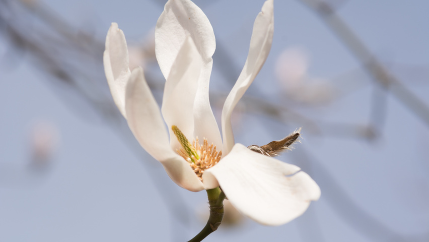 Magnolia denudata bloem