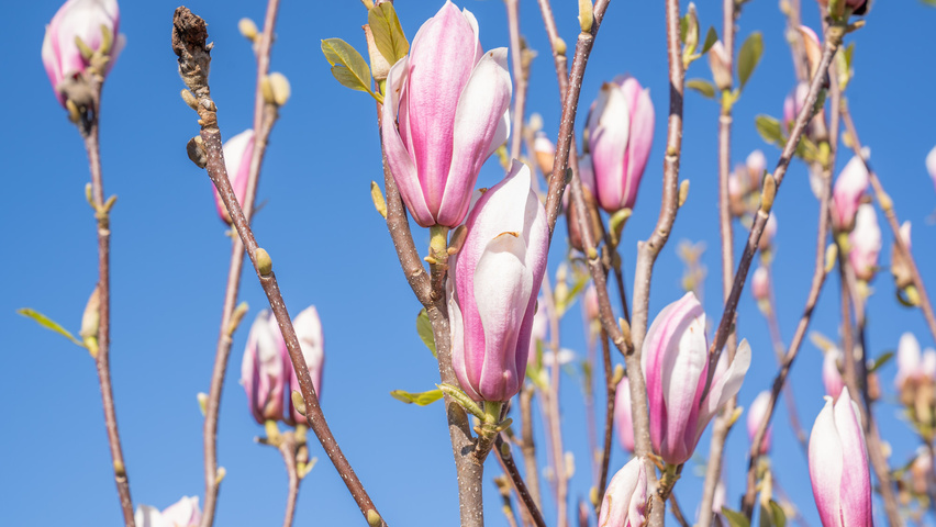 Magnolia denudata 'Fragrant Cloud' цветки
