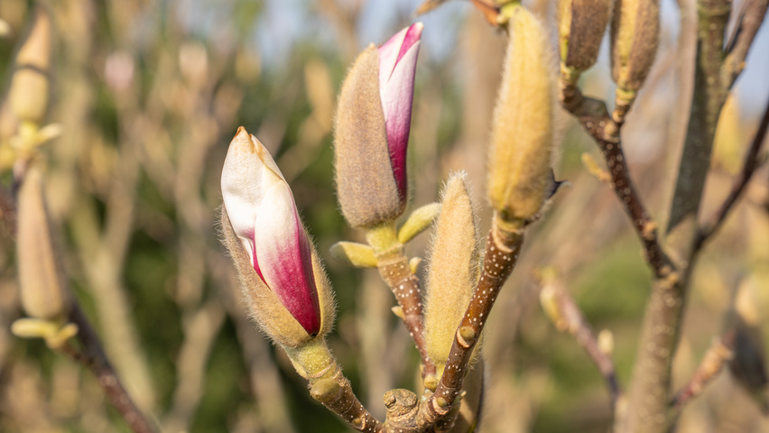 Magnolia denudata 'Fragrant Cloud' цветки