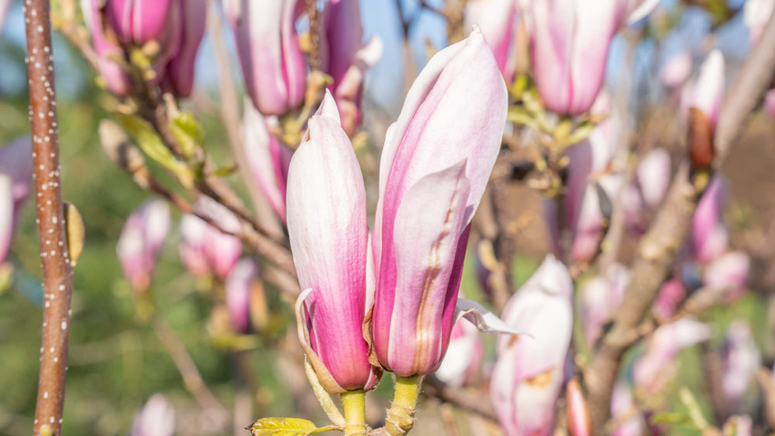 Magnolia denudata 'Fragrant Cloud' цветки
