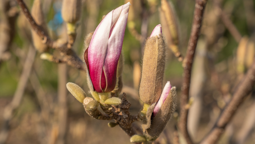 Magnolia denudata 'Fragrant Cloud' цветки