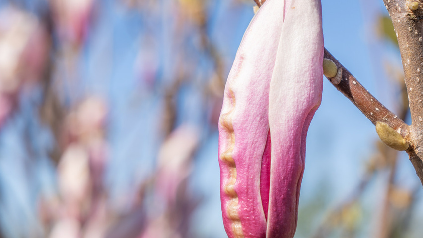 Magnolia denudata 'Fragrant Cloud' цветки